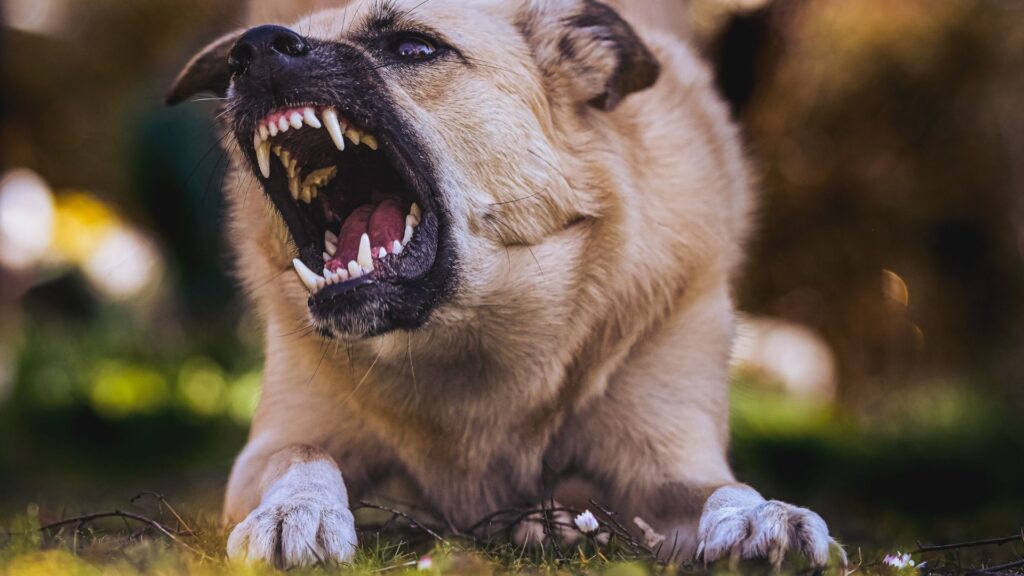 Dog Bite Reporting in Orange County