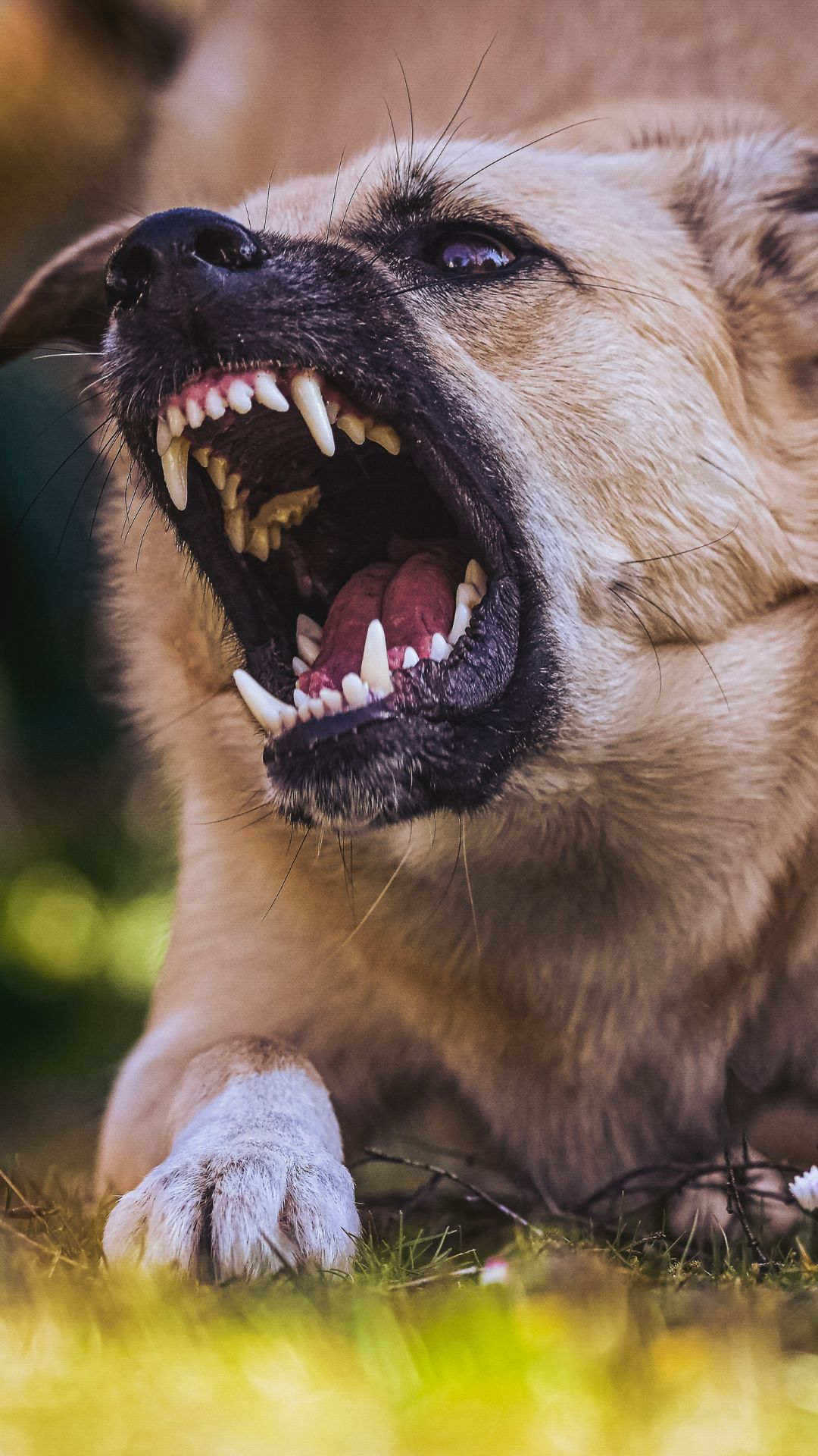 Dog Bite Reporting Orange County